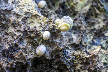 Shells attached to a coral reef exposed during the low tide on Koka Beach, Flores, Indonesia. The white shells contrasted again black coral. Marine life. Vulnerability of the nature