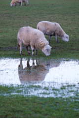 Sheep in a flooded field