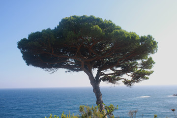 pin maritime en espagne