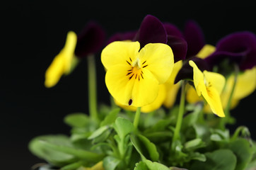 Closeup of a pansy flower