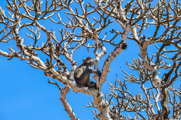 A curious macaque monkey sitting between tree brunches. The monkey is observing something. In the back there is a crystal clear sea. Sunny and warm feelings. Animal in natural habitat.