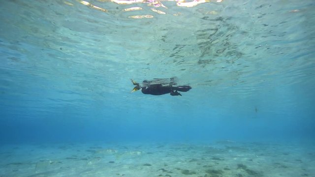 Double-crested Cormorant (Phalacrocorax auritus) hunting for fish, as seen from underwater.
