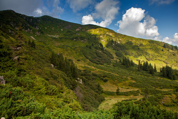 Conifer forest in classic Carpathian mountain valley Landscape