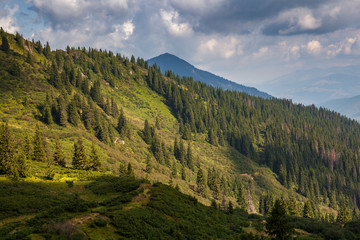 Fototapeta na wymiar Conifer forest in classic Carpathian mountain valley Landscape