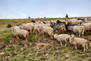 A flock of sheeps grazing in the highlands.