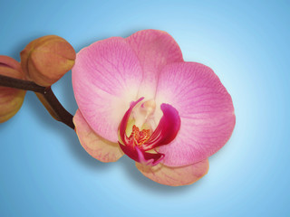 Fototapeta na wymiar Pink orchid flower isolated on light blue background