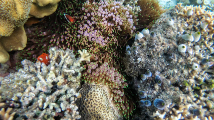 Close up on a coral reef in the region of Komodo Islands, Indonesia. The reef is shimmering with many colors. Few fish, clownfish hiding and breeding between it. Natural ecosystem. Free diving