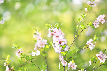Spring cherry blossom, springtime pink flowers bloom, pastel and soft floral card, selective focus, shallow DOF, toned