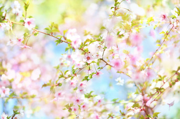 Spring cherry blossom, springtime pink flowers bloom, pastel and soft floral card, selective focus, shallow DOF, toned