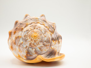 Shell in front of a white Backround with closeup focus