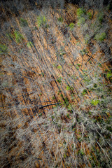 drone view of fall ground