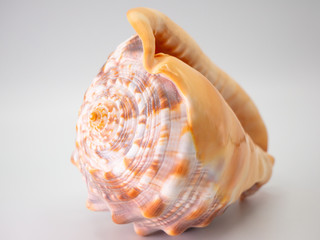 Shell in front of a white Backround with closeup focus