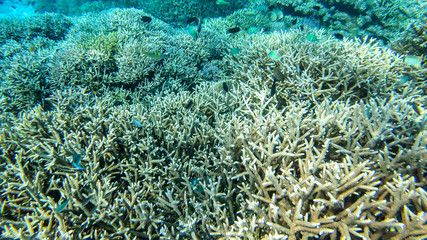 Fototapeta na wymiar Vast coral reef in the region of Komodo Islands, Indonesia. The reef is shimmering with many colors. There is some sand on the ground. Few colourful fish around it. Natural marine habitat. Free diving