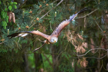 Red Kite in flight (Milvus milvus), Falconry	