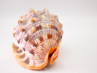 Shell in front of a white Backround with closeup focus
