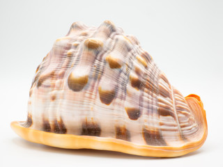 Shell in front of a white Backround with closeup focus