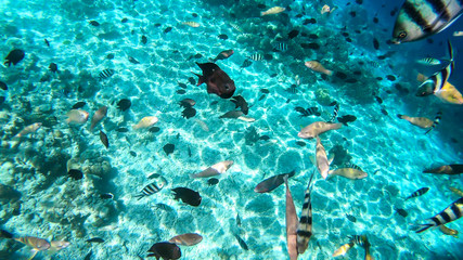 A school of different shaped and coloured fish swimming next to the surface in Komodo Island, Indonesia. Crystal clear water, letting you sneak peak at the marine life. Zebra-fish. Diversity of spiece