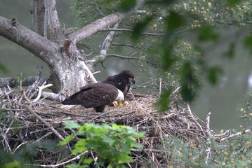 Feeding the Eaglet