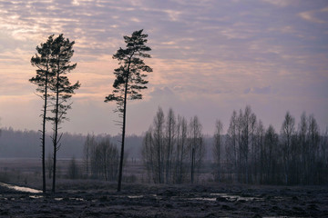 early spring with a haze of pines and a new forest © Lauris
