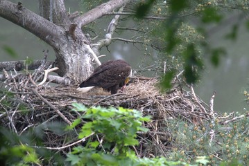 Feeding the Eaglet