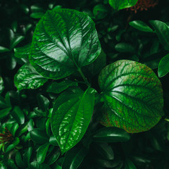 Fresh new green heart shaped leaves of Wild betel leaf bush or Piper sarmentosum plant. Close up detail