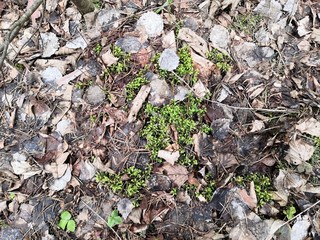 lichen on rock