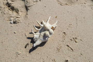 Red and white garlic color-coded and placed on an orange canva on a local market in Maumere, Flores, Indonesia. Fresh local products. Organically grown.