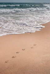 Footprints of dogs strolling along the warm sand near the sea. Beautiful seascape on a summer day
