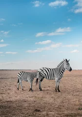 Foto op Plexiglas Hemelsblauw Een zebra met haar baby loopt op een verlaten veld op een zomerdag in een nationaal park