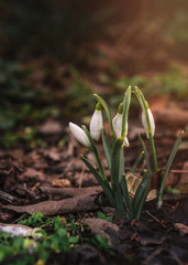 snowdrops in garden