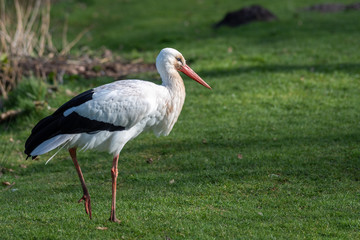 A solitary white stork walks across some lush green grass
