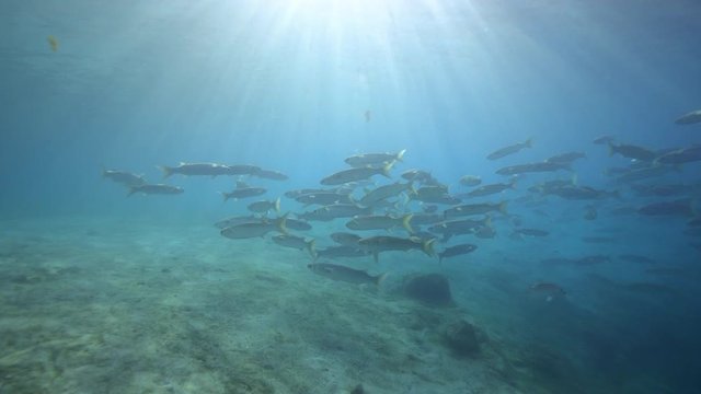 Wide shot of a school of Grey Mullet (Mugilidae) backlit by an early morning sun, with a dramatic drop-off to the deeper water frame right. Suitable as a background.