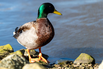 A solitary male mallard duck stands on some rocks by a pond of water, looking to the right