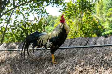 A rooster standing on top of the straw rooftop. The rooster is scanning the area, looking very proudly. Dense forest around the animal. Lush green colors.