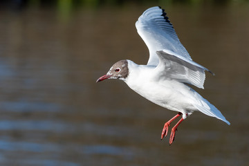 A solitary black headed Gull in flight flies from right to left with it's wings outstretched