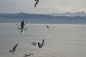 Naklejka premium Möven am Bodensee