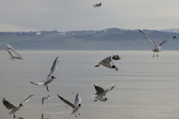 Möwen am Bodensee