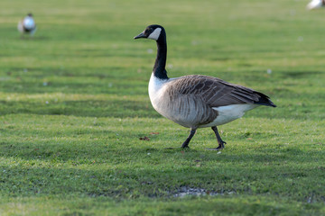 Naklejka na ściany i meble A solitary Canada Goose stands in the sunshine on grass