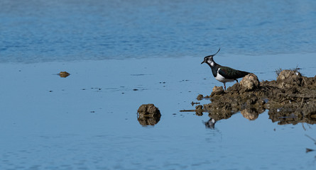 vanneau huppé ©  - Erick M - 