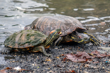 Obraz premium painted turtle,Chrysemys picta i