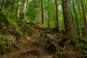 vivid colorful spring forest pine trees wood land light scenic view nature environment fairy tale nature space.