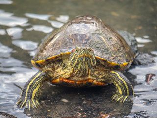 painted turtle,Chrysemys picta i