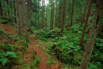 pine tree wood land forest landscape brown and green vivid colors scenic environment space