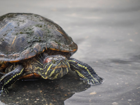 painted turtle,Chrysemys picta i