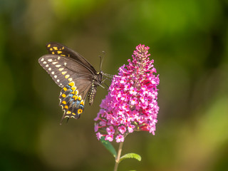 Black swallowtail butterfly in summer