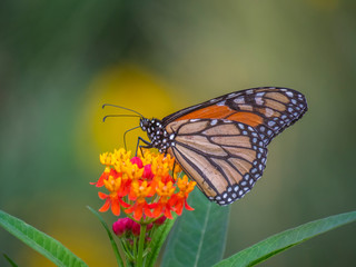 Fototapeta na wymiar monarch butterfly,Danaus plexippus,