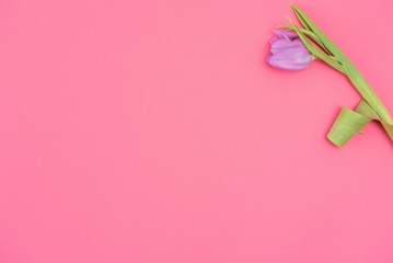 Pink tulips on the pink background. Flat lay, top view. Valentines background. Horizontal,, toned