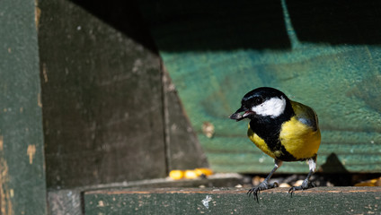 mésange charbonnière  