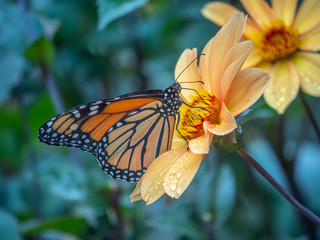 monarch butterfly,Danaus plexippus,