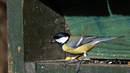mésange charbonnière  